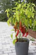 Paprika F1 'Estilo'