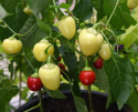 Tomatenpaprika 'Ontara'