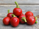 Kirschchili 'Korál'