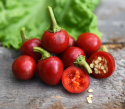 Kirschchili 'Korál'