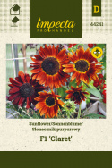 Sonnenblume 'Claret'