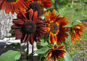 Sonnenblume 'Claret'