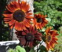 Sonnenblume 'Claret'
