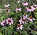 Roter Sonnenhut 'Magnus'