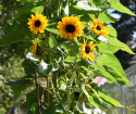 Sonnenblume F1 'Copper Queen'