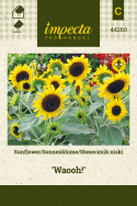 Sonnenblume 'Waooh!'