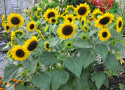 Sonnenblume 'Waooh!'