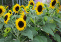 Sonnenblume 'Waooh!'