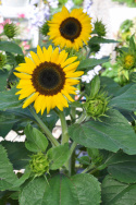 Sonnenblume 'Waooh!'