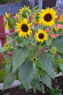 Sonnenblume 'Waooh!'