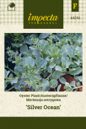 Austernpflanze 'Silver Ocean'