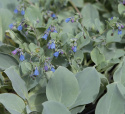 Austernpflanze 'Silver Ocean'