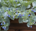 Austernpflanze 'Silver Ocean'