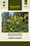 Sonnenblume 'Soluna Lemon'