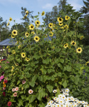 Sonnenblume 'Soluna Lemon'