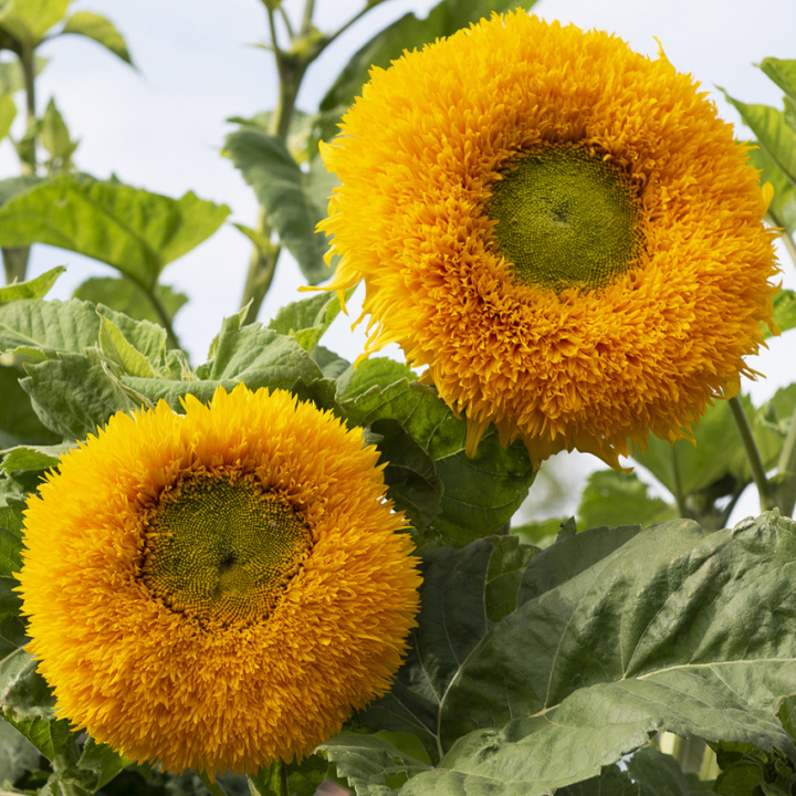 Sonnenblume ‘Orange Sun‘