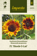 Sonnenblume 'Shock-O-Lat'