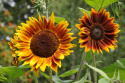 Sonnenblume 'Shock-O-Lat'