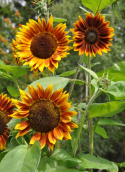 Sonnenblume 'Shock-O-Lat'