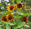 Sonnenblume 'Shock-O-Lat'