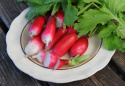 Radieschen 'Patricia'
