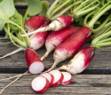 Radieschen 'De 18 jours'