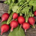 Radieschen 'Raxe'