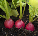 Radieschen 'Jutrzenka'