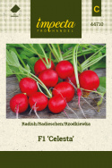 Radieschen F1 'Celesta'