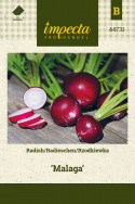 Radieschen 'Malaga'