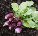 Radieschen 'Diana'