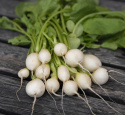 Radieschen F1 'Pearl'