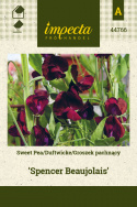 Duftwicke 'Spencer Beaujolais'