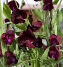 Duftwicke 'Spencer Beaujolais'