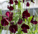 Duftwicke 'Spencer Beaujolais'