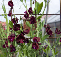 Duftwicke 'Spencer Beaujolais'