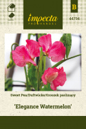 Duftwicke 'Elegance Watermelon'