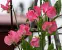 Duftwicke 'Elegance Watermelon'