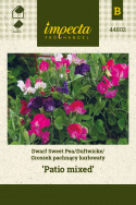 Zwergduftwicke 'Patio mixed'