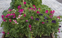 Zwergduftwicke 'Patio mixed'