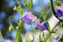 Duftwicke 'Erewhon'