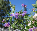 Duftwicke 'Erewhon'