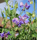 Duftwicke 'Erewhon'