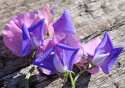 Duftwicke 'Erewhon'
