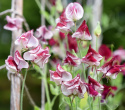 Duftwicke 'Spencer Wiltshire Ripple'