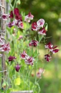 Duftwicke 'Spencer Wiltshire Ripple'