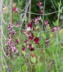 Duftwicke 'Spencer Wiltshire Ripple'