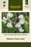 Duftwicke 'Spencer Swan Lake'
