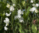 Duftwicke 'Spencer Swan Lake'