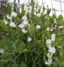 Duftwicke 'Spencer Swan Lake'